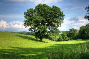 Oak Valley
